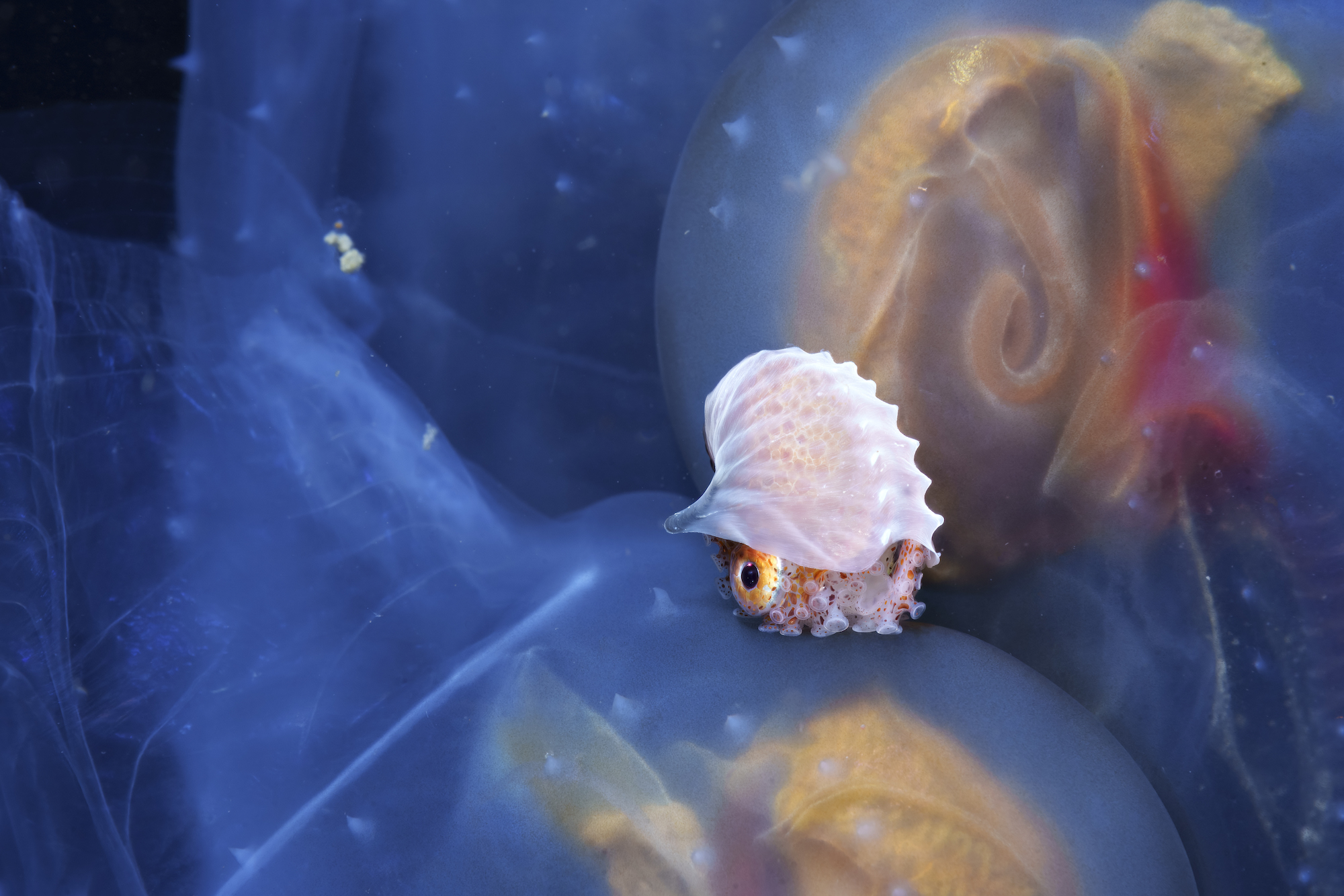 Paper nautilus perched on a group of salps