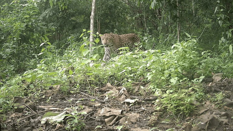 a leopard in a forest in myanmar